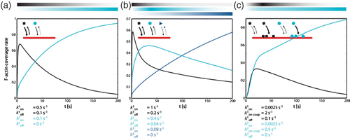 Figure 17. Basic reaction kinetics can already enable the formation of a large variety of two or more overlaying temporal gradients. In conjunction with polar structures such as MT or actin filaments, these gradients translate into spatial gradients. Figure was taken from Citation166.