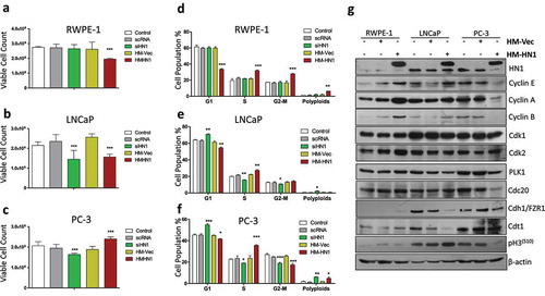 Figure 2. Effect of altered HN1 expression on cell proliferation and cell cycle in different prostate cell lines: Cell proliferation was measured by trypan blue exclusion assay for different treatments including transfections with scrambled control RNA, siRNA specific for HN1, empty His-Max vector, and HM-HN1 plasmids in (a) RWPE-1 cells, (b) LNCaP cells and (c) PC-3 cells showing * where p ˂ 0.05 and *** where p ˂ 0.001. The cells from (A), (B), and (C) were subjected to cell cycle phase distribution analysis by staining the cells with propidium iodide and read on a flow cytometer and analyzed on flowjo software v10 where asterisks represent significant differences among cellular populations in different conditions for (d) RWPE-1, (e) LNCaP and (f) PC-3 cells. (g) The western blotting was performed to determine the changes in specific protein levels when HN1 was overexpressed by transfecting cells with either HM-vector or HM-HN1. The ectopic band specific for HN1 shows the efficiency of transfection by Fugene HD transfection reagent. HN1 expression was determined to be negligible for normal (non- tumorigenic) prostate epithelial cells (RWPE-1) as compared to prostate cancer cells LNCaP and PC-3. The loading control for the western blotting was β-actin