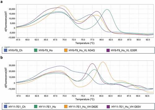 Figure 4. Fab Tm comparison of chimeric and humanized mAb. HY6-F9 mAbs (a) and HY11-7E1 mAbs (b) at 1 mg/ml in PBS, pH 7.4 were combined with Protein Thermal ShiftTM assay reagents and subjected to a continuous 0.3% (0.45°C/min) temperature ramp from 25 to 95°C. The Tm of each mAb fragment is determined by the temperature measurement at the derivative peak (dPeak). The initial, broad dPeak in each sample corresponds to the CH2domain, while the second dPeak in each sample corresponds to the Fab domain. All humanized HY6-F9 and HY11-7E1 mAbs show an increased temperature shift in Fab Tm upon humanization, indicating increased thermal stability compared to the murine chimeric counterpart.