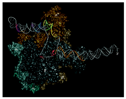 Figure 2. Three-dimensional model of 6S RNA bound to the E. coli σ70-RNAP holoenzyme (adapted from ref. Citation35). The RNAP α-subunits are depicted in cyan-gray shades, the β-subunit in anthracite, β’ in dark brown and σ70 in golden brown. The orange arrow indicates the site of pRNA initiation, with the pRNA template strand depicted in orange as well. Colored regions of 6S RNA indicate sites of RNA hydrolysis owing to FeBABE moieties conjugated to single cysteines of functional E. coli σ70-variants: FeBABE at position 581 (magenta), 496 (blue), 376 (green), 422 (yellow) or 517 (red) of σ70. For further details, see reference Citation36.