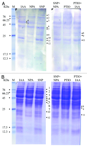 Figure 4. western blot analyses of anti-nitrotyrosine labeled proteins (A) and Coomassie stained gel images (B) of hypocotyl segments incubated in IAA (10 µM), NPA (10 µM), SNP (100 µM), SNP+NPA, PTIO (1 mM) and PTIO+IAA for seven days. Other details as in “Materials and Methods.” M, marker.