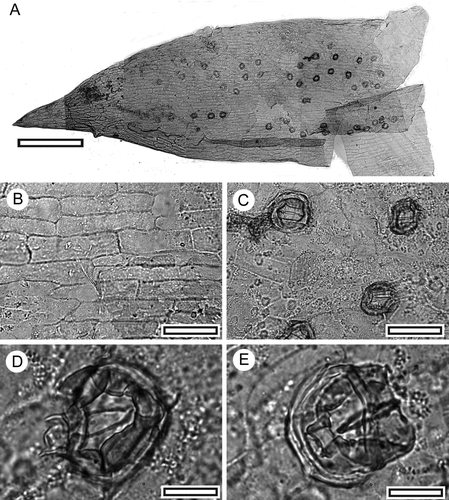 Fig. 7 Cheirolepidiaceae: Otwayia sp. (all SL5577). A, TLM view of the distal portion of a single leaf (scale = 400 μm); B, TLM view of typical epidermal cells (scale = 20 μm); C, TLM view with four stomata (scale = 40 μm); D, TLM view of a single stomata with focus at level of the fused papillae surrounding the pore (scale = 20 μm); E, TLM view of a single stomata with focus at level of the stomatal flanges (scale = 20 μm).
