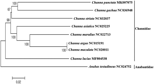 Figure 1. Phylogenetic tree of Channa punctata within Channidae family. Phylogenetic tree of Channa punctata complete genome was constructed by MEGA7 software with Minimum Evolution (ME) algorithm with 1000 bootstrap replications. GenBank Accession numbers were shown followed by each species scientific name. Anabas testudineus was used as an outgroup species.