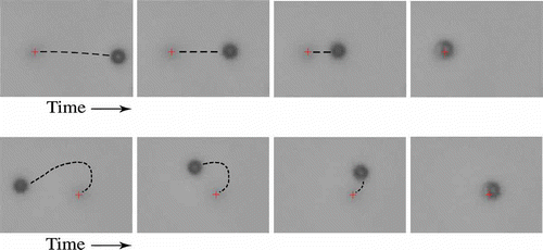 Figure 4. Time sequences of microscopic images showing trapping trajectories of a low-index 1 μm diameter colloidal particle with homeotropic surface anchoring in a homeotropic cell of 4-cyano-4-n-pentylbiphenyl. The focus of the laser tweezers is indicated by the red cross and is visible because the light intensity is above the optical Freedericksz transition and the nematic is distorted.