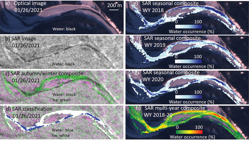 Figure 4. Examples of Sentinel-1 SAR image processing: (a) Sentinel-2 optical reference image (true color); (b) SAR single-date image (VV backscatter); (c) SAR multitemporal composite (red: VV backscatter from autumn, green: VV backscatter from 26 January 2021, blue: VV backscatter from autumn); (d) SAR classification of water and ice for single-date using a threshold on VV, overlain on SAR multitemporal composite; (e)–(g) SAR seasonal composites of classified images showing water occurrence from November to February for WYs 2018, 2019, and 2020, overlain on optical image (Sentinel-2, 26 January 2021); and (h) SAR multiyear composite showing water occurrence from November to February averaged for WYs 2018 to 2020, overlain on optical image (Sentinel-2, 26 January 2021).