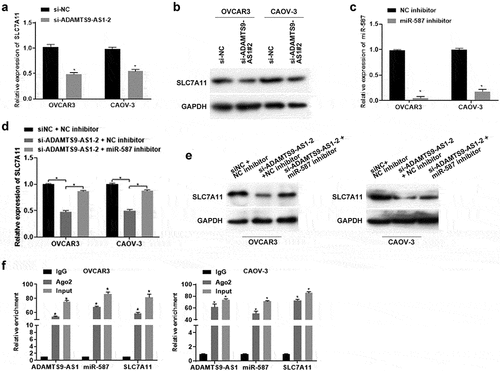 Figure 5. Long non-coding RNA ADAMTS9-AS1 regulated solute carrier family 7 member 11 expression through micoRNA-587 in epithelial ovarian cancer. (A). Quantitative real-time polymerase chain reaction (qRT-PCR) measured solute carrier family 7 member 11 (SLC7A11) expression. OVCAR3 and CAOV-3 cells were transfected with siRNA negative control (si-NC) or siRNA 2 target long non-coding RNA ADAMTS9-AS-1 (si-ADAMTS9-AS1-2) for 24 h. N = 3, Student<apos;>s t-test. (B). Western blotting detected SLC7A11 expression. OVCAR3 and CAOV-3 cells were transfected with si-NC or si-ADAMTS9-AS1-2 for 48 h. (C). qRT-PCR detected the micoRNA-587 (miR-587) expression. OVCAR3 and CAOV-3 cells were transfected with miR-587 inhibitor negative control (NC inhibitor) or miR-587 inhibitor for 24 h. N = 3, Student<apos;>s t-test. (D) qRT-PCR detected SLC7A11 expression. OVCAR3 and CAOV-3 cells were transfected with si-NC+NC inhibitor, si-ADAMTS9-AS1-2+ NC inhibitor, si-ADAMTS9-AS1-2+ miR-587 inhibitor for 24 h. N = 3, Student<apos;>s t-test. (E). Western blotting determined SLC7A11 expression. OVCAR3 and CAOV-3 cells were transfected with si-NC+NC inhibitor, si-ADAMTS9-AS1-2+ NC inhibitor, si-ADAMTS9-AS1-2+ miR-587 inhibitor for 48 h. (F). qRT-PCR detected the expression of ADAMTS9-AS1, miR-587, and SLC7A11. OVCAR3 and CAOV-3 cells were collected for RNA immunoprecipitation using anti-Ago2 antibody or anti-rabbit IgG. N = 3, one-way analysis of variance. * P < 0.05.