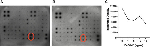 Figure 8 Dot blot. Dot blot indicated less VEGF release in HUVEC treated with ZnO NPs. Pictures of the negative control (A) and 5 µg/mL (B) show VEGF dots highlighted by red ellipses. Graph (C) shows the integrated density of the VEGF dots released by HUVEC after exposure to ECGM (c; negative control) and ZnO NPs (µg/mL) analyzed with ImageJ.