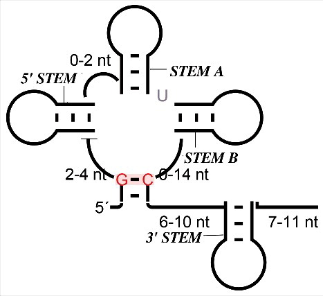 Figure 5. General representation of invertebrates 7SK RNA secondary-structure. The typically length range of the major structural features is indicated, highlighting the variability of the details while the overall organization remains conserved.