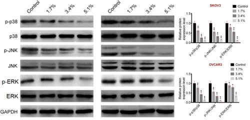 Figure 4 Sevoflurane inhibited MAPK pathway-related proteins expressions. The protein expressions of MAPK pathway-related proteins (p-p38/p38, p-JNK/JNK and p-ERK/ERK) were detected using Western blot. Data were shown as mean ± SD. *P<0.05, **P<0.01 vs Control group.
