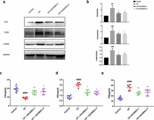 Figure 4. HUCMSC treatment reduced fibrosis in CP. (a–b) Expression of COI, COIII, and α-SMA was detected by Western blot analysis. (c–e) Contents of HA, VA, and FN in serum were measured by ELISA. #P < 0.05 versus the control group; *P < 0.05 versus the DBTC‑induced chronic pancreatitis model group; HA, Hyaluronic acid; VA, vitamin A; FN, Fibronectin; COI, collagen type I; COIII, collagen type III