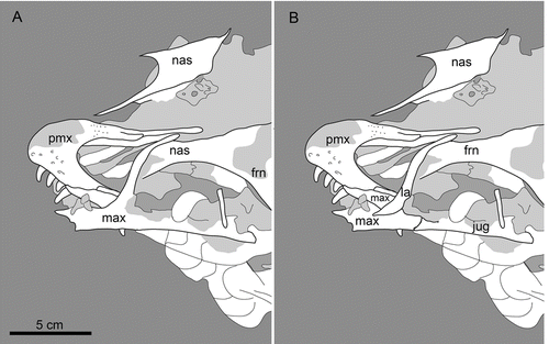 Figure 4 Close-up of the skull of Eoenantiornis buhleri IVPP showing the two alternate interpretations of the specimen: A, the S-shaped bone fragment is inferred to be part of the maxilla as in CitationZhou et al. (2005); B, the S-shaped bone as the lacrimal. See Fig. 3 for anatomical abbreviations.