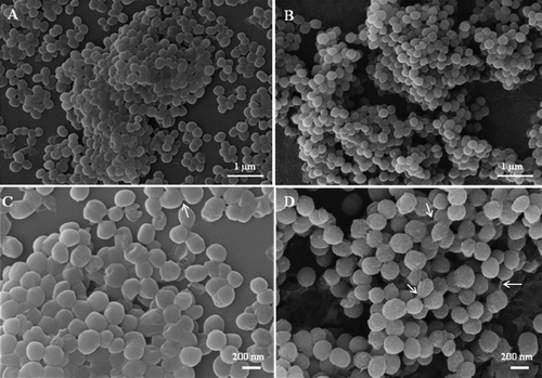Figure 4. SEM images of mature biofilms of the EH-315 Mexican bat strain of H. capsulatum formed after incubation for 72 h at 37°C (A, C) and of the 60I Brazilian clinical strain of H. capsulatum also formed after incubation for 72 h at 37°C (B, D). Arrows denote yeasts cells bound by an exopolymeric matrix.