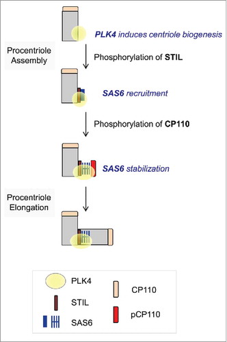 Figure 6. Model. Centriole assembly initiates at the proximal end of mother centriole where PLK4 is concentrated. STIL phosphorylation by PLK4 mediates SAS6 recruitment.Citation28,Citation29 CP110 is also phosphorylated by PLK4. This event may stabilize SAS6 during the initial procentriole assembly.
