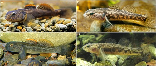 Figure 1. Live colouration for Gobiomorphus basalis and G. dinae. A. G. basalis male (Kirikiri stream, Coromandel). B. G. basalis female (Kirikiri stream, Coromandel). C. G. dinae male (Turitea Stream, Manawatu). D. G. dinae female (Turitea Stream, Manawatu). Photos of G. basalis by Rod Morris, photos of G. dinae by Stella McQueen.