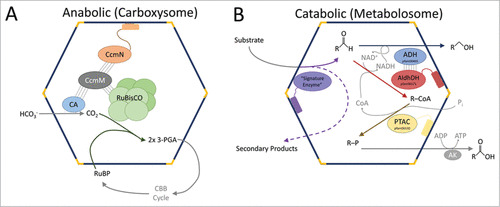 Figure 1. Schematic of carboxysome and metabolosome organization. (A) The RuBisCO small subunit-like domains of CcmM interact with RuBisCO (piggybacking); CcmM also associates with CcmN which interacts with shell proteins through its EP. (B) The signature and core enzymes of various metabolosomes contain EPs. Other proteins/subunits may interact with these proteins to be encapsulated by piggybacking. The α-helical portion of the EP is shown as a cylinder connected to the functional core of its cognate protein via an extended, poorly conserved linker. CA, carbonic anhydrase; 3-PGA, 3-phosphoglycerate; RuBP, ribulose 1,5-bisphosphate; CBB cycle, Calvin-Benson-Bassham cycle; AldhDH, aldehyde dehydrogenase; ADH, alcohol dehydrogenase; PTAC, phosphotransacylase; AK, acyl kinase.