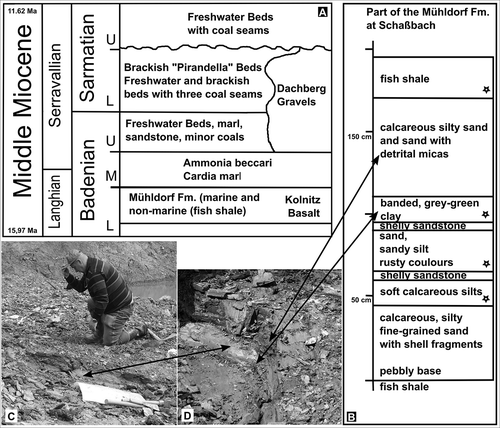 Figure 1. A. Stratigraphy and sediments of the investigated locality in the Lavanttal. Stratigraphic chart of the middle Miocene sediments in the Lavanttal (after Reischenbacher & Sachsenhofer Citation2013; Meller et al. Citation2015). B. Part of a small sedimentary profile of the lacustrine lower part of the Mühldorf Formation at the clay pit Schaßbach, district Oberaigen. The four pollen samples are indicated with an asterisk. C. Reinhard Zetter kneeling on the banded grey-green clay. D. Photograph of the of the banded grey-green clay and overlying calcareous silty sand and sand with detrital micas.