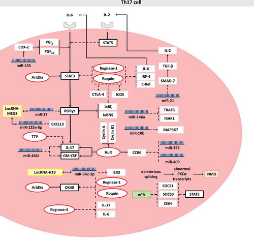 Figure 1. Posttranscriptional regulation in Th17 cell. RBPs, miRNAs, lncRNAs, mRNA modification and NMD are shown in red, blue, yellow, green and brown, respectively. For a clear description, these posttranscriptional regulators are not necessarily placed in the correct cell site. Solid arrows indicate RBP-mediated mRNA stabilization, miRNA-mediated mRNA stabilization or the promoting effect of the target. Dashed arrows indicate RBP-mediated mRNA decay, miRNA-mediated mRNA decay or the inhibiting effect of the target. Solid double-arrows indicate the interaction between lncRNA and miRNA or the cooperation between transcriptional factors. Molecular interactions are explained in the text