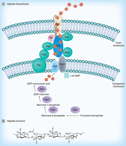 Figure 5.  Alginate (A) biosynthesis and (B) chemical structure.