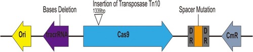 Figure 5 Characterization of escape mutants that tolerated transformation of pCas9-m1 construct. Spacer mutations in the CRISPR locus, deletions in tracrRNA and transposon insertions in cas9 led to pCas9-m1 inactivation in successful transformants.