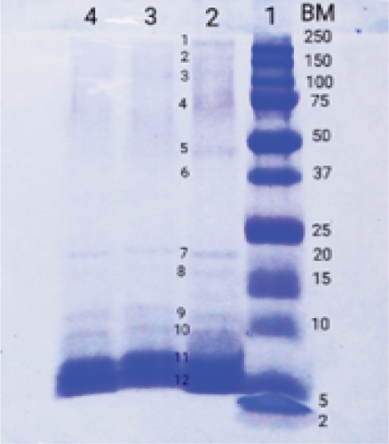 Figure 2. The results of electrophoresis (SDS–PAGE) show the FPC profile of snakehead fish using the UAE method. Lanes 1–4 represent molecular weight, 20 µL of sample protein, 15 µL of sample protein, and 10 µL of sample protein markers, respectively.