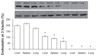 Figure 4 The amount of endostar in tissues following a single injection of endostar-loaded PEG-PLGA, PLGA nanoparticles, and endostar. The left three bands were from the endostar-loaded PEG-PLGA nanoparticle group, the middle three ones from the PLGA nanoparticle group, and the right ones from the endostar group. Endostar was not detectable in the endostar, endostar-loaded PLGA, or PEG-PLGA microsphere groups.Note: *Significantly different from PEG-PLGA nanoparticles (P < 0.05).Abbreviations: PLGA, poly(DL-lactide-co-glycolide); PEG-PLGA, poly(ethylene glycol) modified poly(DL-lactide-co-glycolide).