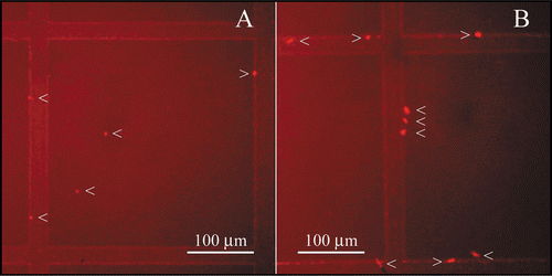 Figure 6 Fluorescence photomicrographs of trastuzumab diluted in 0.9% NaCl (A) and in 5% dextrose (B). Aggregates are designated with arrows. (A) In 0.9% NaCl, trastuzumab aggregates were small (<10 µm). (B) In 5% dextrose, trastuzumab aggregates were larger (most aggregates >10 µm) and present in higher numbers.