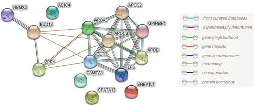 Figure 3 Protein–protein interactions (PPI) network of LPL connected them to lipid-related genes such as CETP, APOA5, and etc. Network nodes represented proteins, and filled nodes represented with known or predicted 3D structure. While the edge represented the interactions between the nodes. Different color of line indicated different type of interactions, which the associations were meant to be specific and meaningful. These proteins jointly contributed to a shared function and were not necessarily mean they were physical binding each other but represented functional interactions. The figure was plotted by STRING.