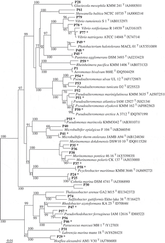 Fig 1–4. Phylogenetic relationships of bacteria associated with the two algae and their most closely related type strains (with NCBI accession number). Separate phylogenetic trees are given for sequences belonging to the Bacteroidetes (Fig. 1), Proteobacteria (Fig.2), Bacilli (Fig. 3), and Actinobacteria (Fig. 4). All are neighbour-joining trees based on 16S rRNA gene sequences. Representatives of the phylotypes from this study are shown in bold type. Non-parametric bootstrapping analysis (1000 pseudoreplicates) was conducted and values ≥ 50% are shown. The scale bars indicate the number of substitutions per nucleotide position. Phylotypes with antibiotically active bacteria are indicated by *.