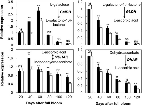 Figure 6. Effect of bagging on the expression levels of genes coding for L-galactose dehydrogenase (GalDH), L-galactono-1,4-lactone dehydrogenase (GLDH), monodehydroascorbate reductase (MDHAR) and dehydroascorbate reductase (DHAR) during development of Pyrus pyrifolia ‘Cuiguan’ fruit. Results are means ± SD (n = 3) for unbagged fruit (back column) and bagged fruit (white column). ns = not significant (p < .05); * and **, significant at p < .05 and p < .01, respectively, Duncan multiple-range test.