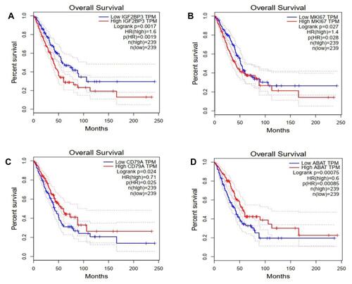 Figure 8 The prognostic value of 4 mRNAs in LUAD patients in the disease overall survival curve (GEPIA). (A) IGF2BP3, (B) MKI67, (C) CD79A, and (D) ABAT, p<0.05.