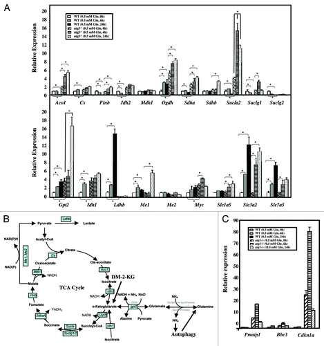 Figure 7. Glutamine and autophagy reprogram transcript levels. (A) Glutamine reduction regulates selected gene expression. WT and atg5−/− MEFs were seeded in complete medium to reach 50% confluence on the day of treatment, and then grown in serum-supplemented DMEM with or without glutamine for the indicated time periods prior to RNA isolation. RNA isolation and pathway focused quantitative RT-PCR analyses were performed as described in Materials and Methods. The relative fold change was calculated as each transcript levels in WT MEFs (0 h), after normalizing to that of Gapdh, were set as 1. Results are shown as mean ± SD from three independent experiments. *p < 0.05. Aco1, aconitase 1; Cs, citrate synthase; Flnb, fumarate hydratase 1; Gapdh, glyceraldehyde 3-phosphate dehydrogenase; Gpt2, glutamic pyruvate transaminase; Idh1/2, isocitrate dehydrogenase 1/2; Mdh1, malate dehydrogenase 1; Me1/2, malic enzyme 1/2; Myc, myelocytomatosis oncogene; Ogdh, oxoglutarate dehydrogenase; Sdha, Sdhb, succinate dehydrogenase complex; Slc7a5, cationic amino acid transporter; Slc1a5, neutral amino acid transporter; Slc3a2, activators of dibasic and neutral amino acid transport; Slc7a5, cationic amino acid transporter; Suclg1, Suclg2, Sucla2, succinate-CoA ligase. (B) Our proposed model illustrating the crosstalk between autophagy, glutamine utilization and the TCA cycle. mRNAs encoding enzymes in the TCA cycle and glutamine metabolism, studied by quantitative RT-PCR analyses, are boxed. (C) Glutamine restriction induces Cdkn1a (p21) and Bbc3 (Puma) expression in Atg5−/−, but not WT MEFs. Pairs of mRNAs from (A) were used to determine the transcript level of pro-cell cycle arrest gene (Cdkn1a) and pro-apoptotic regulators (Pmaip1 and Bbc3).