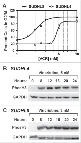 Figure 2. Low dose vincristine treatment results in accumulation of cells in mitosis. (A) SUDHL4 and SUDHL8 cells were treated with vincristine at various doses between 1 and 10 nM for 24 h followed by cell cycle analysis. The percentage of cells in G2/M from 2–3 independent experiments is shown. Curve-fitting was performed using GraphPad Prism software. (B,C) SUDHL4 (B) and SUDHL8 (C) cells were treated with vincristine at concentrations of 5 nM and 3 nM, respectively for up to 24 h. Cell lysates were subjected to immunoblotting with antibodies against H3S10Ph or GAPDH. A representative experiment is shown.
