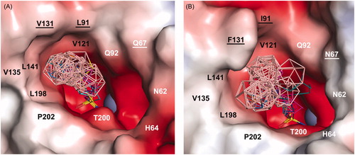 Figure 3. Overview of binding of selected compounds in the active site of CA IX-mimic (A) and CA II (B). The protein surface is represented by its solvent accessible surface coloured by electrostatic potential (red for negative, blue for positive). Compounds are shown as lines with differently coloured carbon atoms: 1a (cyan), 2a (purple), 3a (light magenta), 3 b− (yellow), 4a (hot pink), 4 b− (brown), 5a (slate), 5 b− (orange), 6a (marine), and 6 b− (deep teal). Boron atoms are coloured pink; oxygen, sulfur, and nitrogen are shown in red, yellow, and blue, respectively. Hydrophobic and hydrophilic residues are labelled in black and white, respectively. Residues that vary between CA IX-mimic and CA II are underlined. For clarity, residues H94, H96, H119, V143, and T199 at the bottom of the cavity are not labelled. The zinc ion is represented by the grey sphere.