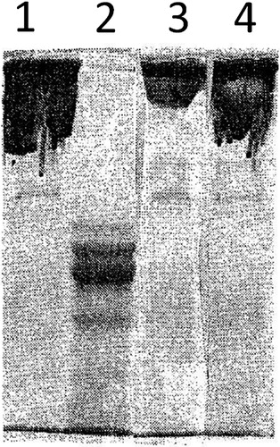 Figure 3. SDS-polyacrylamide gel electrophoresis of native fibrinogen unreduced – line 1; reduced – line 2; and of iron-modified fibrinogen unreduced – line 3; reduced – line 4).