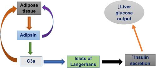 Figure 1 Effect of adipsin on insulin secretion.