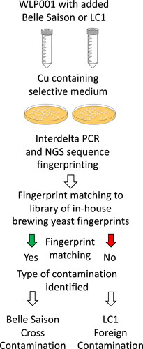 Figure 4. Schematic diagram of experimental in-house cross contamination and foreign wild yeast contamination using mixes of WLP001 yeast with Belle Saison brewing yeast and LC1 foreign wild yeast, respectively. The Belle Saison and LC1 strains produce colonies on copper containing media while growth of WLP001 is inhibited by copper. Each type of experimental contamination was identified using matching of interdelta NGS fingerprints.