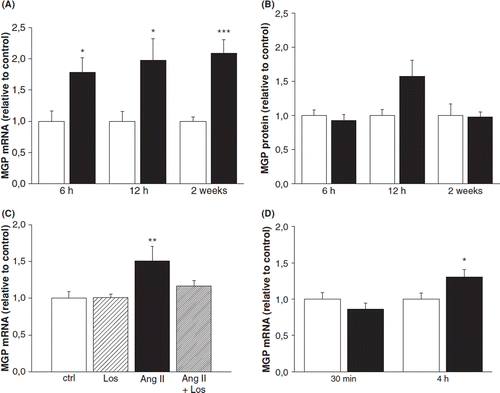 Figure 1. Effect of angiotensin II (Ang II) administration on left ventricular (A) matrix Gla protein (MGP) mRNA levels and (B) protein levels in rats. (C) Effect of Ang II administration and Ang II receptor type 1 blockade by losartan (los) on left ventricular MGP mRNA levels at 6 h in rats. Results are expressed as a ratio of MGP mRNA to 18S mRNA as determined by Northern blot analysis. White columns, vehicle; black columns, Ang II. Results are mean±SEM, n=4–8. *p<0.05, **p<0.01 and ***p<0.001 vs vehicle (Student's t-test, Mann-Whitney U-test or one-way analysis of variance for multiple comparisons). (D) Effect of arginine8-vasopressin (AVP)-infusion on left ventricular matrix Gla protein (MGP) mRNA levels in rats. Results are expressed as a ratio of MGP mRNA to 18S mRNA as determined by Northern blot analysis. White columns, vehicle; black columns, AVP. Results are mean±SEM, n=7–9. *p<0.05 vs vehicle (Student's t-test or Mann–Whitney U-test).