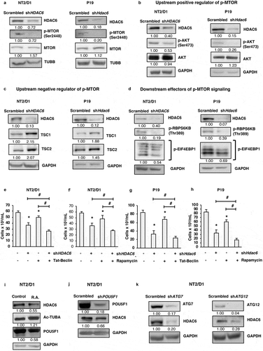 Figure 4. HDAC6 KD inhibits MTOR in NT2/D1 and P19 cells via the tuberous sclerosis complex. (a-d) NT2/D1 and P19 cells were subjected to western blot analysis for (a) p-MTOR, MTOR, (b) p-AKT, AKT, (c) TSC1, TSC2, (d) p-RPS6KB and p-EIF4EBP1. (e and f) NT2/D1 HDAC6 KD cells were treated with autophagy inducing agents Tat-Beclin or rapamycin for 24 h, stained with trypan blue and counted to determine the number of viable cells. (g and h) P19 HDAC6 KD cells were treated with autophagy-inducing agents Tat-Beclin or rapamycin for 24 h, stained with trypan blue and counted to determine the number of viable cells. (i) NT2/D1 retinoic acid-treated cells were subjected to WB for POU5F1. (j) POU5F1 KD cells were subjected to WB for HDAC6. (k) NT2/D1 (ATG7 or ATG12 KD) cells were subjected to WB analysis for HDAC6. Statistical analysis was performed with two-tailed, Student’s t-test with 95% confidence interval; *P-values ≤ 0.05 obtained by comparing the respective data with the untreated or scrambled control.