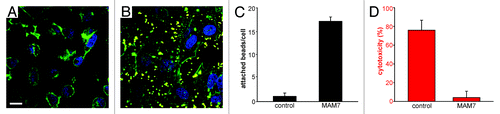 Figure 1. Inhibition of Pseudomonas aeruginosa-mediated cytotoxicity using bead-immobilized MAM7. HeLa epithelial cells (80% confluency) were pre-incubated with bead-immobilized GST (A) or GST-MAM7 (B) for 30 min prior to infection with P. aeruginosa strain PAO1 at a multiplicity of infection of 20 for four hours. Cells were fixed and stained for DNA (blue) and actin (green). Attached beads, yellow. Scale bar, 20 μm. Attached beads per cell were determined by counting [(C), black] and cytotoxicity was determined by measuring LDH released into the culture medium [(D), red]. Error bars indicate s.e.m. (n ≥ 9). Cloning of expression constructs for GST and GST-MAM7 fusion protein as well as protein purifications have been described elsewhere.Citation19 Purified proteins were immobilized on 1 μm fluorescent orange latex beads (Sigma) as described by El Shazly et al.Citation31 For inhibition experiments, a total amount of 7.5 μg protein/106 beads/well in PBS were used.