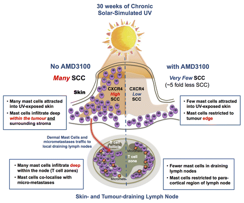 Figure 1. Systemic treatment with the CXCR4-antagonist AMD3100 significantly protects from sunlight-induced skin cancer by modulating mast cell migration. The exposure of mice to 30 wk of sun-simulating UV (UVA + UVB) light resulted in the development of histopathologically confirmed squamous cell carcinomas (SCCs) associated with elevated levels of chemokine (C-X-C motif) receptor 4 (CXCR4). This was associated with a significant accumulation of mast cells not just into the irradiated dermis, but also into neoplastic lesions and tumor-draining lymph nodes. Such an alteration of the migratory pattern of mast cells did not occur in mice continually supplied with AMD3100 in the drinking water. Moreover, AMD3100-receiving mice were protected from the immunosuppressive effects of UV light and developed very few SCCs.