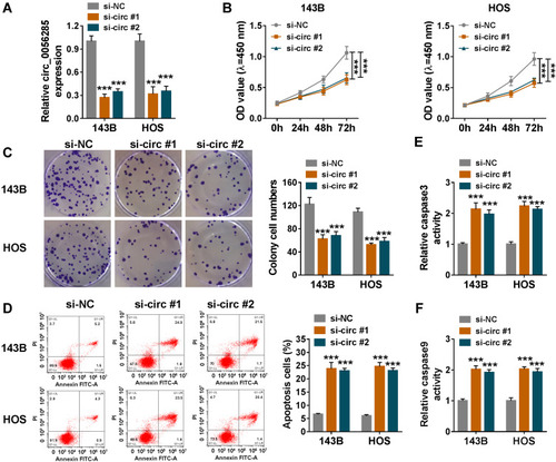 Figure 2 Circ_0056285 knockdown inhibited proliferation and promoted apoptosis in OS cells. 143B and HOS cells were introduced with si-NC, si-circ#1 or si-circ#2. (A) The knockdown efficiency was assessed by qRT-PCR. (B and C) Cell proliferative capacity was evaluated by CCK-8 assay and colony formation assay. (D) Cell apoptosis was detected by flow cytometry. (E and F) The activities of caspase 3 and caspase 9 were examined using commercial kits. ***P < 0.001.