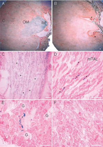 Figure 2 Renal Cx30.3 expression analyzed by staining for nuclear lacZ reporter gene expression (blue) in heterozygous Cx30.3+/lacZ adult mouse kidneys (A, C–E). (A, B) Cross section through the whole kidney. (A) The most intense lacZ staining was found in the inner medulla (IM). Labeling was weak in the outer medulla (OM) while the renal cortex (C) appeared to be devoid of lacZ staining. (B, F) Wild-type kidney samples served as negative controls. (C–F) High magnification of the IM (C), OM (D, F), and C (E) kidney regions. (C) In the IM, cell nuclei of thin tubular structures stained positive, whereas cells of the large collecting ducts (*) were not labeled. (D) In the OM, only a few tubular structures showed lacZ staining (*), but the dominant structure of the region, the medullary thick ascending limbs (mTAL) were not labeled. (E) In the cortex, only select cells of branching tubular structures, reminiscent of the collecting duct (*) were positive for lacZ. Other tubules, the vasculature and glomeruli (G) were negative. (F) High magnification of the OM region in a wild-type kidney shows no labeling. Bars: 100 μ m.