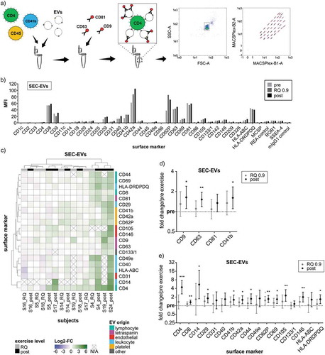 Figure 5. Phenotyping of SEC-isolated ExerVs by MACSPlex analysis. (a) Principle of the MACSPlex assay: Isolated EVs are captured by colour-coded beads carrying specific antibodies for cell surface markers. Subsequently, detection antibodies for the EV-markers CD9, CD63 and CD81 conjugated to APC bind to the EVs. Read-out is achieved by flow cytometry revealing the surface marker profile of EV-samples. (b) Mean fluorescence intensities (MFI) displayed in MACSPlex analysis of SEC-EVs isolated from plasma of one representative exercising subject. (c) Heatmap visualization of individual MACSPlex marker increases in SEC-EVs including hierarchical clustering for markers as well as subjects. Log2-fold changes of MFI at RQ 0.9 and post in relation to pre-exercise are presented. (d, e) Mean tetraspanin and selected cell surface marker elevations with 95%-CI during exercise. Bonferroni-corrected students t-test, * = p < 0.05, ** = p < 0.01, *** = p < 0.001, n = 8.