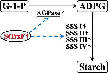 Figure 6. A proposed model of the regulatory network of StTrxF in starch accumulation. Biosynthesis pathway (solid arrows); regulatory interactions (broken arrows); up-regulation (↑) of the relative enzyme-encoding genes.