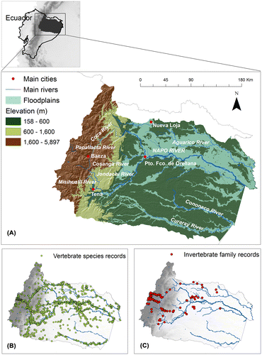 Figure 1. Study area, the Napo Basin in Ecuador. (A) Altitudinal gradient, main rivers, floodplains systems, and some main rivers and cities in the basin. (B) Location of all vertebrate species records obtained from museum databases and online data-sets, and (C) sampling localities surveyed for freshwater invertebrates and amphibians during this study.
