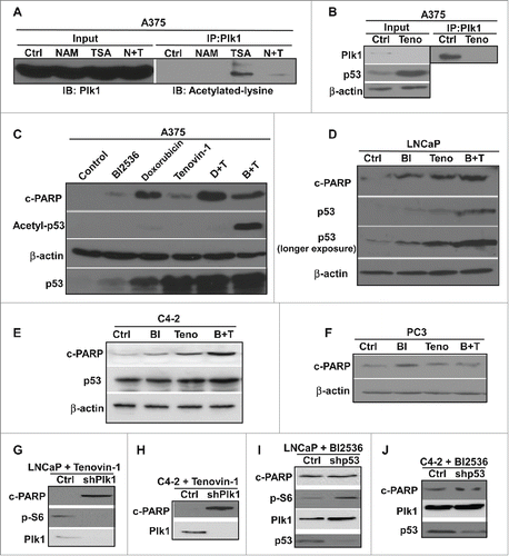 Figure 1. Combination of different p53 activators led increased cell death in cancer cells carrying WT p53. (A) Plk1 was acetylated by HDAC I/II but not SIRT family deacetylases. A375 cells were treated with either NAM (N) or TSA (T) alone or both, and harvested 24 hours post-treatment for anti-Plk1 IP, followed by IB against acetylated lysine. (B) Inhibition of SIRT deacetylases led to increased p53 level and decreased Plk1 level. A375 cells were treated with tenovin-1 for 24 hours, harvested for IB against Plk1 and p53. Lysates were also subjected to anti-Plk1 IP, followed by IB. (C) Combing Plk1 inhibitor or DNA damage agent with SIRT inhibitor led to an increase of cell death in A375 cells. A375 cells were treated with BI2536 or doxorubincin either alone or with Tenovin-1 for 24 hours, and harvested for IB with antibodies indicated. (D, E) Plk1 inhibitor and SIRT inhibitor together induced an increase of cell death in p53-positive LNCaP and C4-2 cells. Cells were treated with BI2536 or Tenovin-1 alone or together for 24 hours, and harvested for IB. (F) Plk1 inhibitor plus SIRT inhibitor did not induce an increase of cell death in p53-null PC-3 cells. Cells were treated with BI2536 or Tenovin-1 alone or together for 24 hours, and harvested for IB. (G, H) Knock-down of Plk1 sensitized p53-positive cancer cells to Tenovin-1. LNCaP (G) and C4-2 (H) were treated with either control or Plk1-shRNA lentivirus for 2 days, incubated with Tenovin-1 for 24 hours, and harvested for IB. (I, J) Knock-down of p53 antagonized BI2536-induced cell death. LNCaP (I) and C4-2 (J) cells were treated with either control or p53-shRNA lentivirus for 2 days, incubated with BI2536 for 24 hours, and harvested for IB.