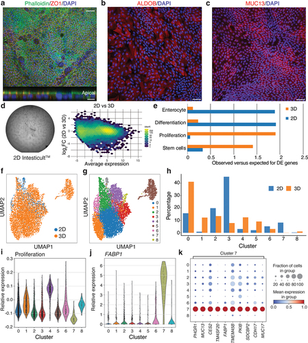 Figure 3. Development and characterization of a 2D model for primary intestinal epithelial cells.