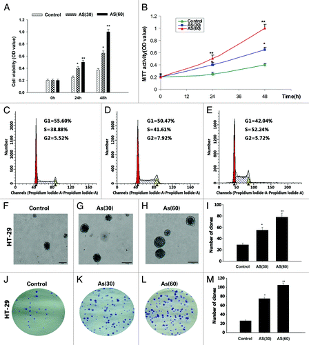 Figure 1. Chronic exposure to AS promotes the proliferation of HT-29 cell lines. (A and B) HT-29 cells were exposed to 0 or 15 nM AS for 0, 30, and 60 passages. In the MTT assay, AS increased the HT-29 cell proliferation, especially in AS (60).*P < 0.05; **P < 0.01. (C–E) Similarly, cell cycle analysis suggested that chronic AS treatment accelerated cell re-entering into the S phase.*P < 0.05. (F–I) In soft agar culture, chronic AS exposure increased the soft agar colony formation of the HT-29 cells, especially in AS (60) cell.*P < 0.05; **P < 0.01. (J–M) Chronic AS exposure increases the plate colony formation rate of the HT-29 cells, especially in AS (60) cell. *P < 0.05;**P < 0.01.