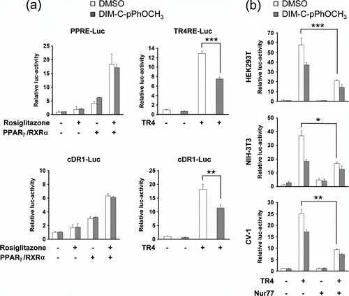 Figure 2.  Nur77 specifically inhibits TR4 transcriptional activity. (a) Effect of Nur77 agonist on transcriptional activities of TR4 and PPARγ. The indicated reporter genes (300 ng of each) were co-transfected with expression plasmids for PPARγ, RXRα and TR4 (100 ng of each) into HEK293T cells. Transfected cells were incubated for 24 hr in the absence or presence of appropriate ligands (100 µM Rosiglitazone or/and 20 µM DIM-C-pPhOCH3) and then harvested to measure luciferase activity (**P < 0.01, ***P < 0.001). (b) The effect of Nur77 on TR4 transcriptional activity in different cells. Reporter gene (cDR1-Luc 100 ng) was co-transfected with the indicated combinations of TR4 or Nur77 expression plasmid (100 ng of each) into different cells as indicated. Transfected cells were incubated for 24 hr in the absence or presence of 20 µM DIM-C-pPhOCH3 and then luciferase activity was analyzed (*P < 0.05, **P < 0.01, ***P < 0.001).