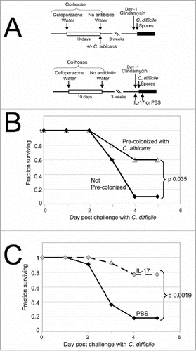 Figure 1. Enhanced survival of C. difficile-challenged mice that were pre-colonized with C. albicans. (A) Timeline of the experiments. All mice used in one experiment were co-housed in a large cage as shown. Mice were given cefoperazone in drinking water, shown as a white box. Mice were then split into smaller groups, given standard water and some mice were orally inoculated with C. albicans. Mice were housed for 3 weeks and then injected with clindamycin intraperitoneally (Day -1). C. difficile challenge was initiated by oral inoculation with C. difficile UK1 spores on the following day. Survival and weight loss were monitored for 5 days following inoculation, shown as a black box. In some experiments, mice treated as above were not colonized with C. albicans and instead received recombinant IL-17A or PBS by intraperitoneal injection on the day before and the day after C. difficile challenge. (B) The fraction of mice surviving on each day after challenge with C. difficile is plotted as a function of day post-challenge. Combined results are from 4 different experiments. Black diamonds, without C. albicans, n = 10; open triangles, pre-colonized with C. albicans, n = 10; p value, log rank test. (C) The fraction of mice surviving on each day after challenge with C. difficile is plotted as a function of day post-challenge. Combined results are from 3 different experiments. Black diamonds, treated with PBS, n = 11; grey diamonds, treated with IL-17A, n = 13. p value, log rank test.